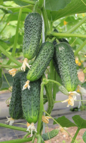 Огурец ФРУКТОВЫЙ F1