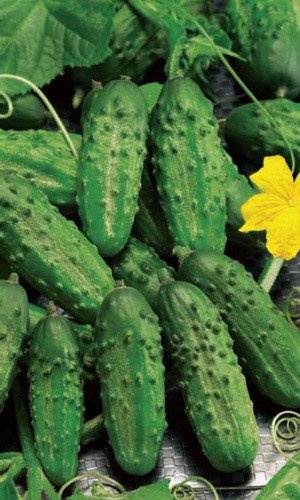 Огурец ХРУСТЯЩИЙ