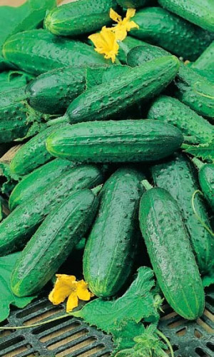 Огурец КАПИТАН F1