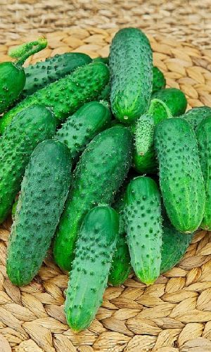 Огурец КАСПАР F1