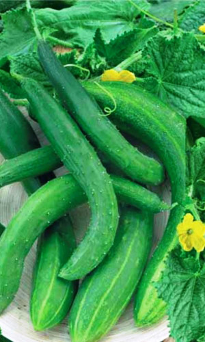 Огурец КИТАЙСКИЙ ДРАКОН F1