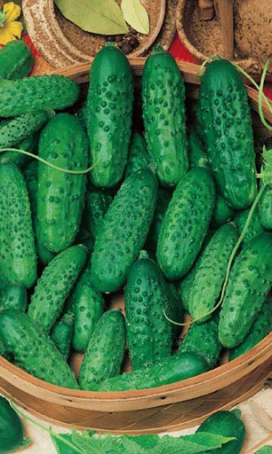 Огурец КОРНЕТ F1