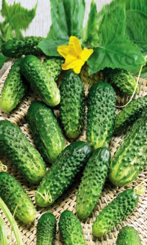 Огурец КУДЕСНИК