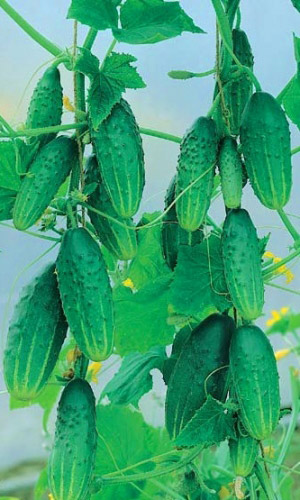 Огурец МОЛОДЕЦ F1