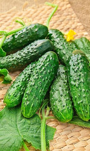 Огурец ПАРНИЧКОВЫЙ