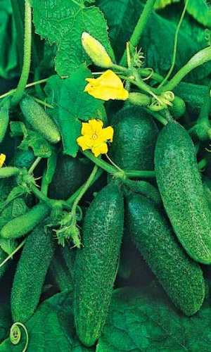 Огурец САНТАНА F1