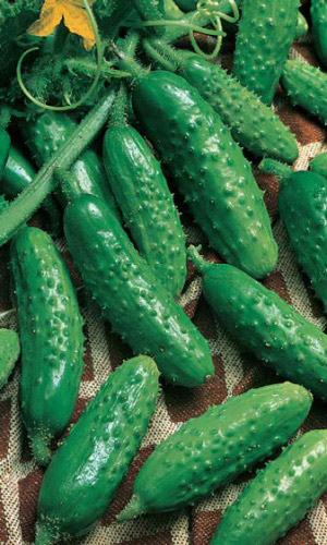 Огурец СИБИРСКИЙ ВЬЮГОВЕЙ F1