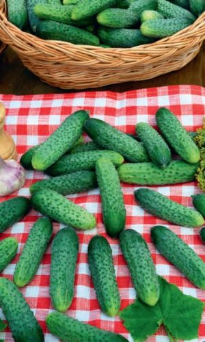 Огурец ЗАПАСЛИВЫЙ ПРАПОРЩИК F1