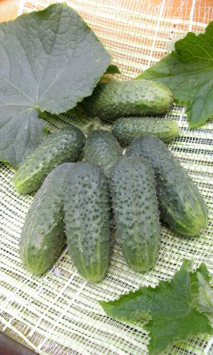 Огурец ЗЯТЁК F1