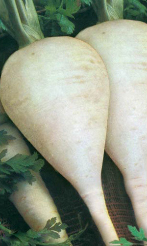 Пастернак КРУГЛЫЙ