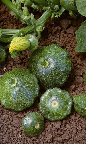 Патиссон БУТУЗ