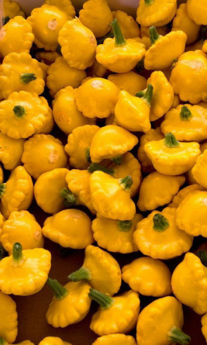 Патиссон СОЛНЫШКО