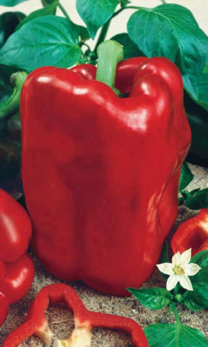 Перец БОГАТЫРЬ