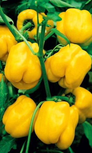 Перец ИЗЮМИНКА