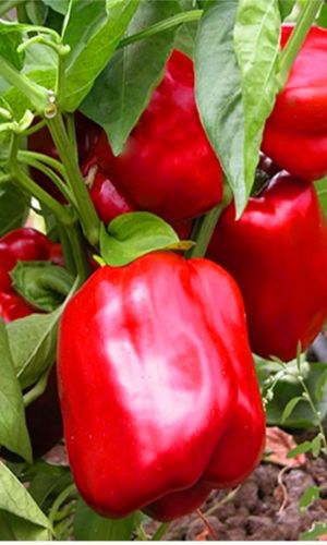 Перец КАЛИФОРНИЯ ВОНДЕР РЕД