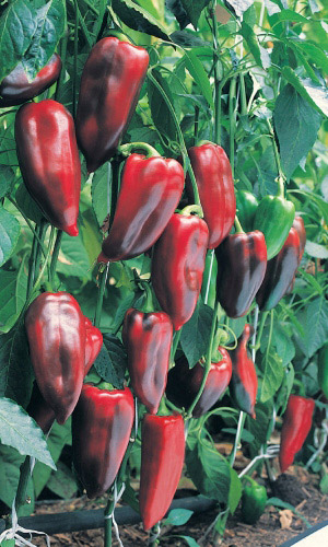 Перец КЛАССИКА