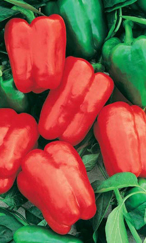 Перец КОРОЛЕВА ЕЛИЗАВЕТА F1