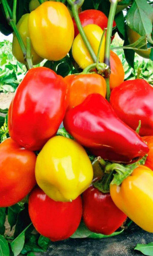 Перец КУПЕЦ