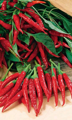 Перец острый АСТРАХАНСКИЙ