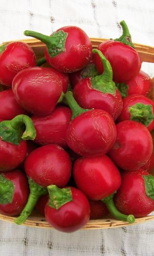 Перец острый КРАСНАЯ ВИШНЯ
