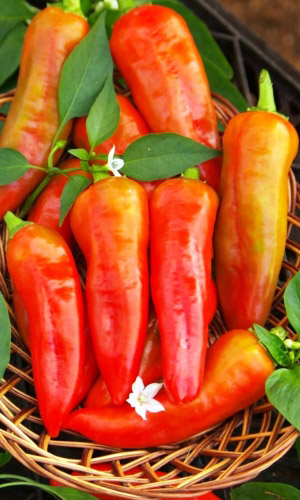 Перец острый ОГОНЁК