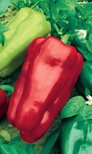 Перец УРАЛЬСКИЙ ТОЛСТОСТЕННЫЙ F1