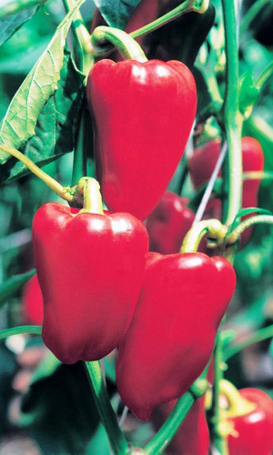 Перец ВИКИНГ