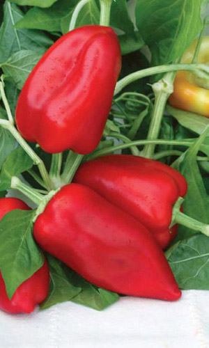 Перец ВИКТОРИЯ