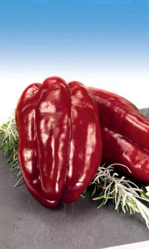 Перец ВОЛОВЬЕ УХО