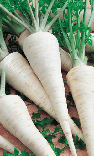 Петрушка корневая САХАРНАЯ