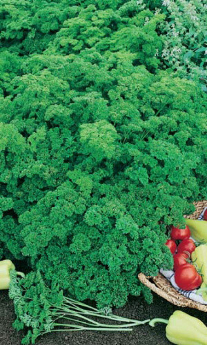 Петрушка кудрявая МООСКРАУЗЕ