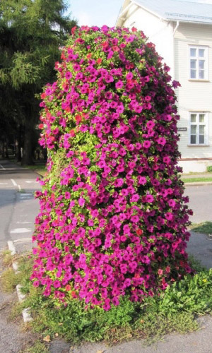 Петуния ампельная ДАЙМОНД ПАРПЛ F1