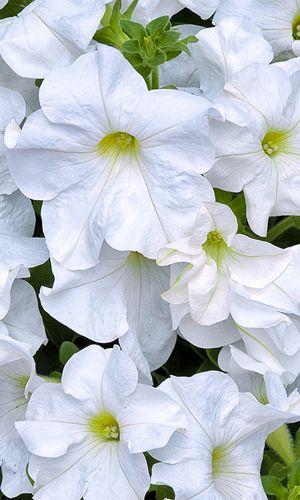 Петуния КОРОЛЕВСКИЙ РАЗМАХ БЕЛАЯ