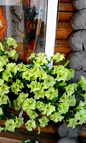 Петуния СОФИСТИКА ЛАЙМ ГРИН