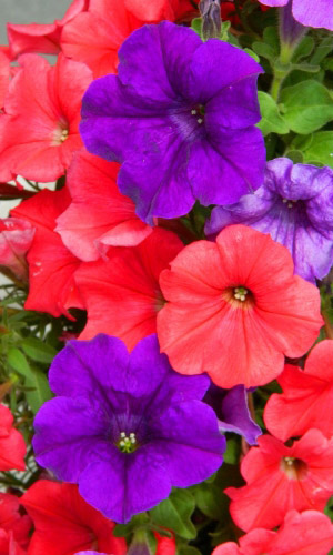 Петуния ВЕРА