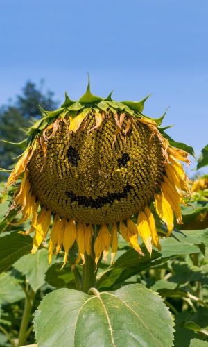 Подсолнечник ПОКРОВСКИЙ