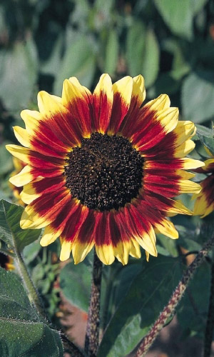 Подсолнечник САТУРН