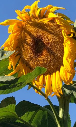 Подсолнечник ТРЕТЬЯКОВСКИЙ