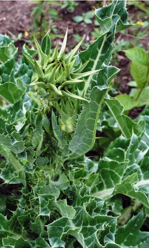 Расторопша ДЕБЮТ