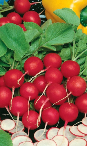 Редис ФАРАОН