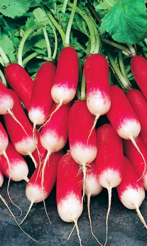 Редис ЛЮБИМЧИК