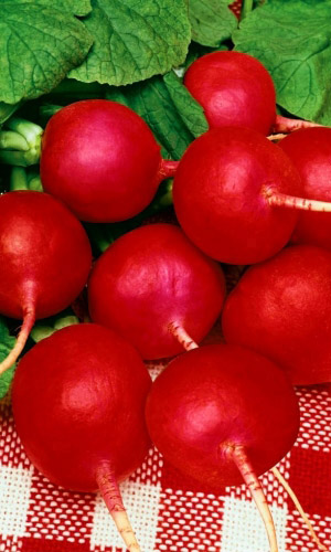 Редис НИ ЗАБОТ, НИ ХЛОПОТ