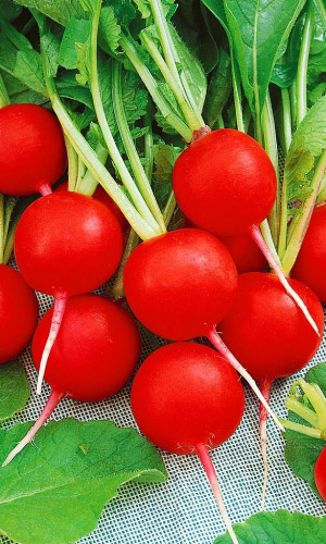 Редис ПРЕСТО