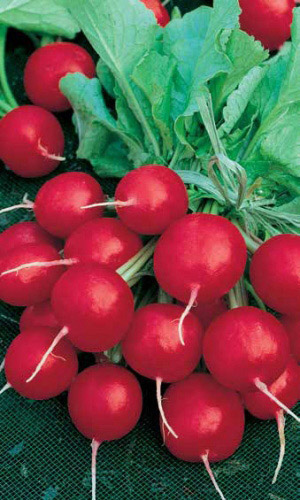 Редис РАННИЙ КРАСНЫЙ