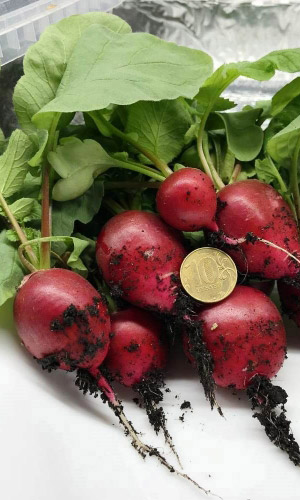 Редис САММЕРЕД &mdash; Очень аппетитный, сочный и хрустящий деликатес!