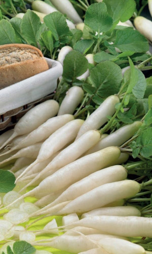 Редис СЛИВКИ ЛЕНИВКИ