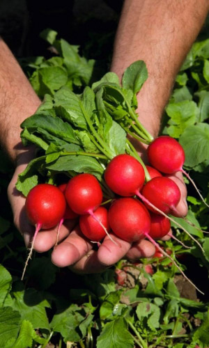 Редис СМУГЛЯНКА