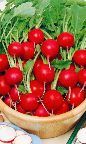 Редис СНЕГИРЁК