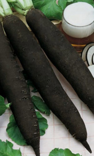 Редька СИБИРСКОЕ ЗДОРОВЬЕ