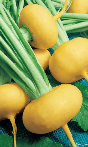 Репа ПЕТРОВСКАЯ 1